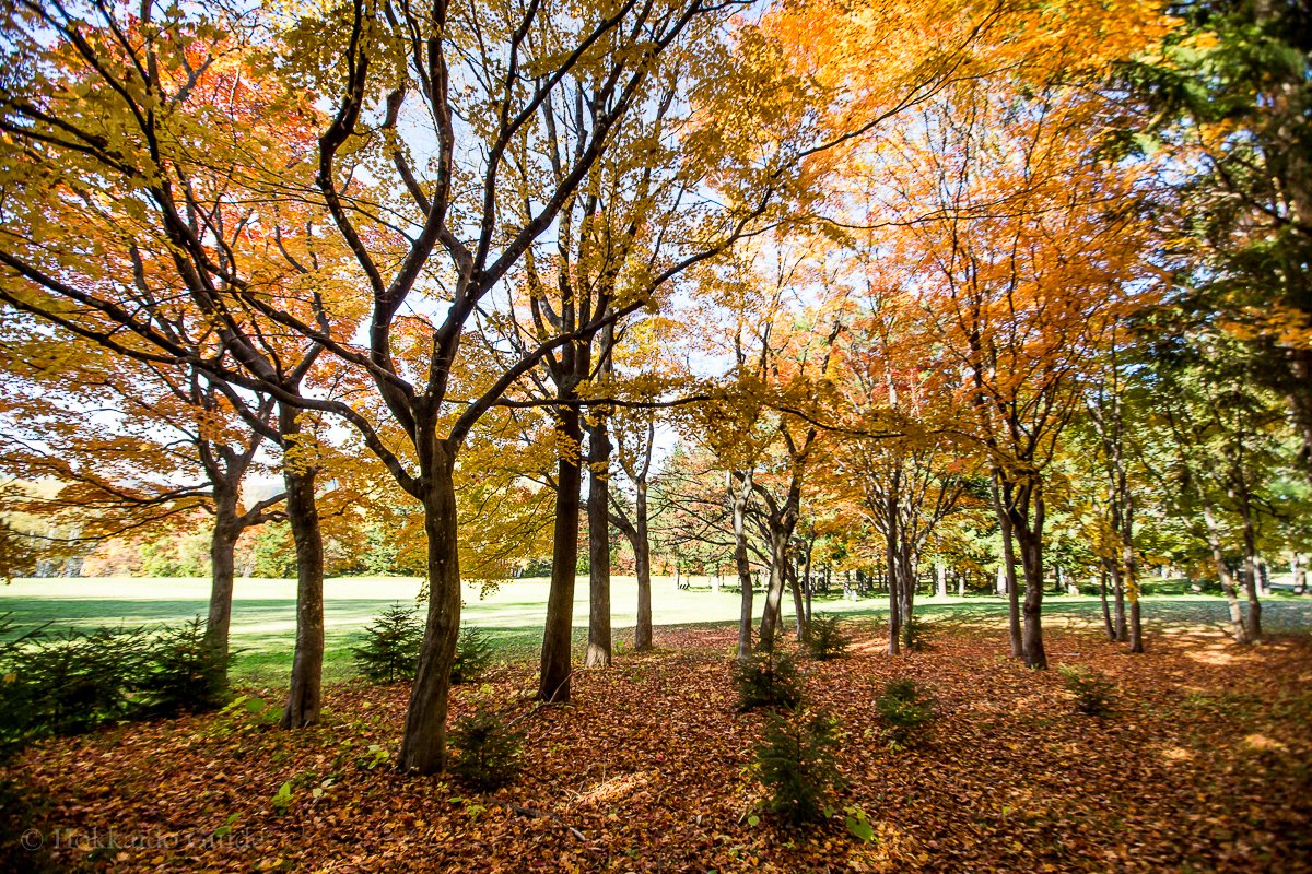 🏞️ 홋카이도립 마코마나이 공원 (北海道立真駒内公園) 이미지 3